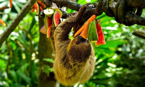 what fruit does a sloth eat